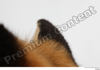 Red fox ear 0010.jpg